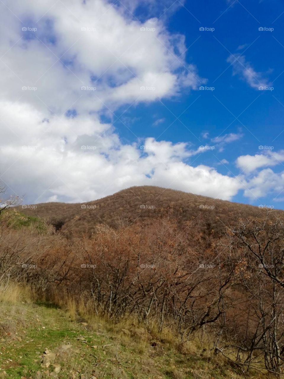 Trees from a walk from today