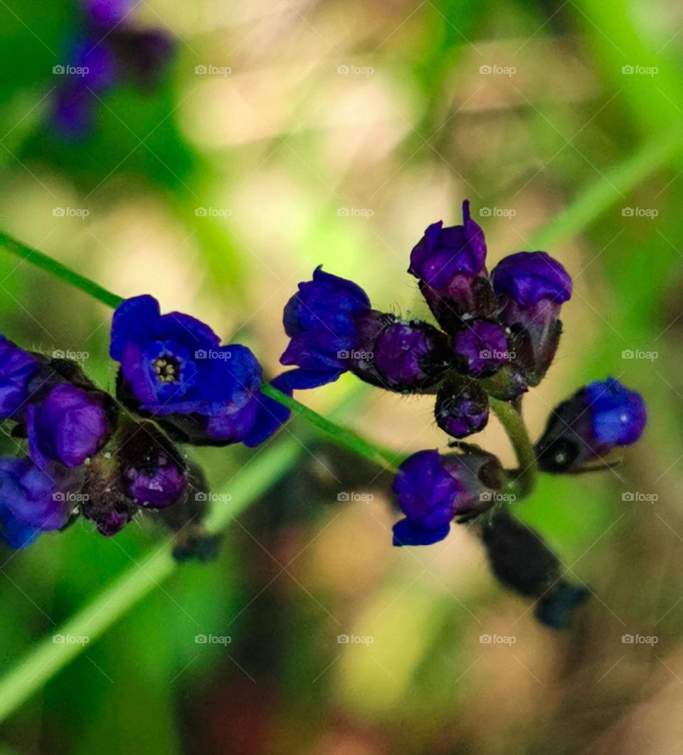Wild floral nature's beauty