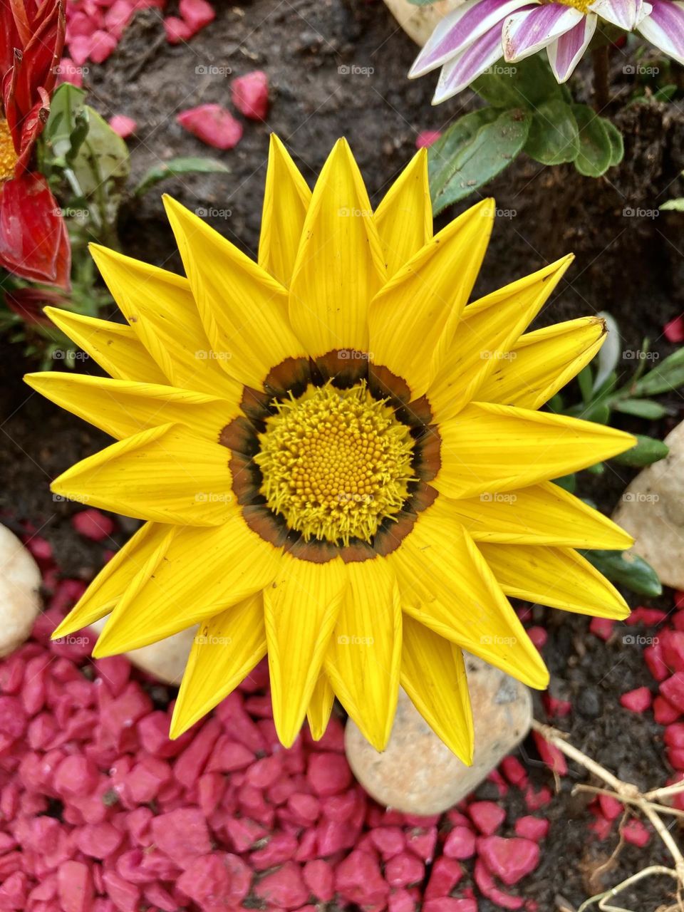 GANZÂNIA- 🇺🇸 Very beautiful yellow flowers to brighten our day.  Live nature and its beauty. Did you like the delicate petals? / 🇧🇷 Flores amarelas muito bonitas para alegrar nosso dia. Viva a natureza e sua beleza. Gostaram das pétalas delicadas? 