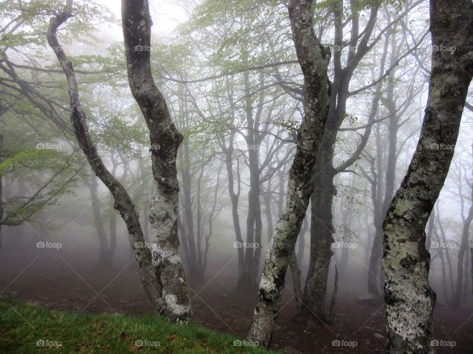 Forest in the fog