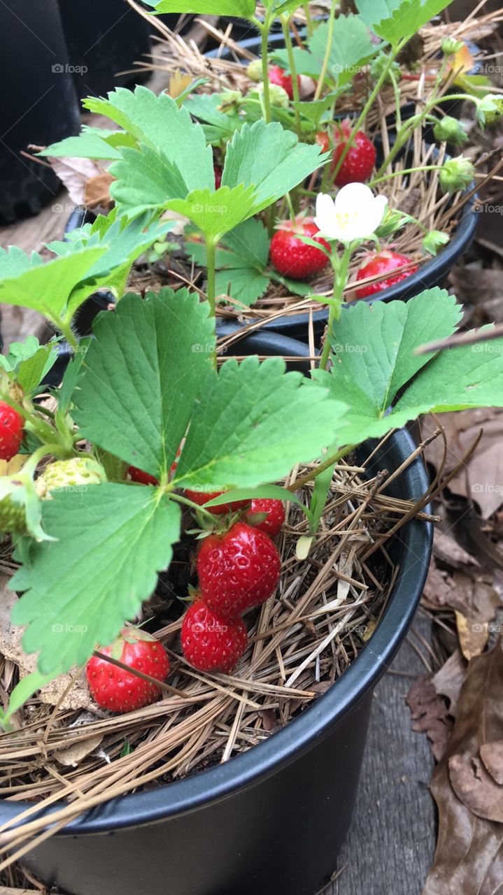 Close up of strawberries 
