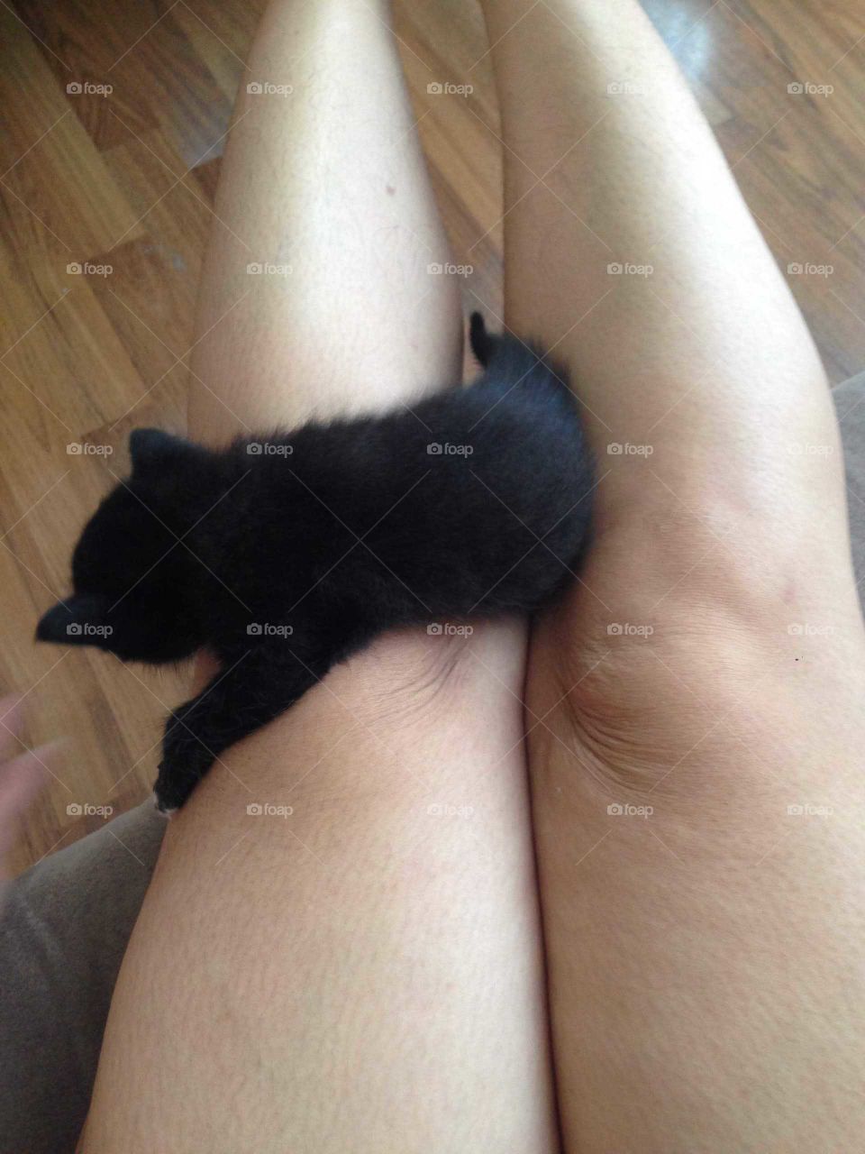 Adorable black kitten