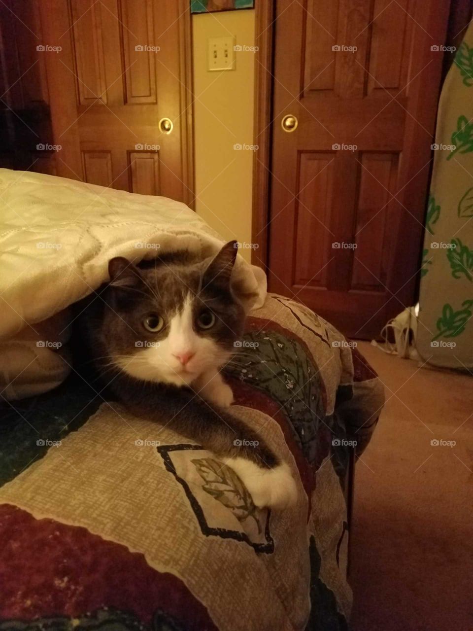 Jasper hiding under a blanket