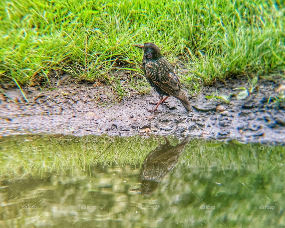 Lovely starling bird near the water stepping on the stone in the park. Starling bird reflection.