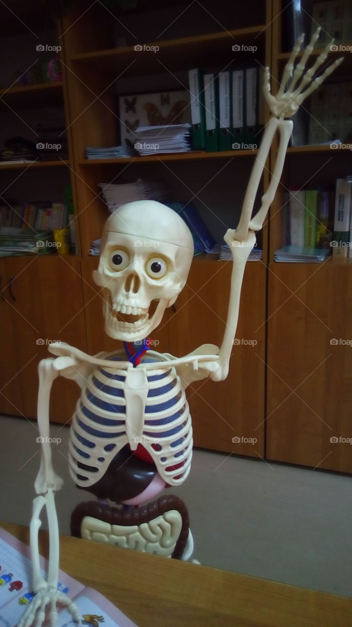 скелет ученик
