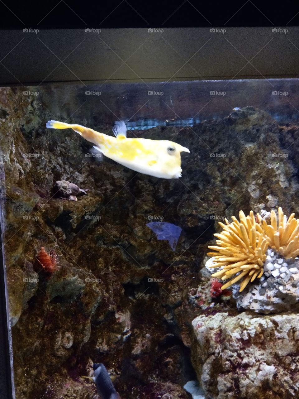 yellow fish aquarium