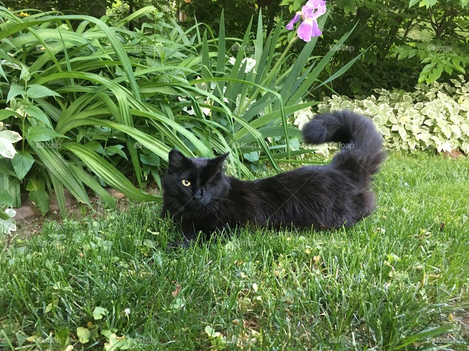 One-Eyes, Fluffy Black cat in the grass