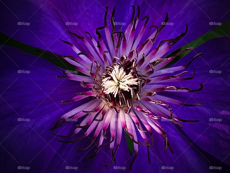 Passion flower