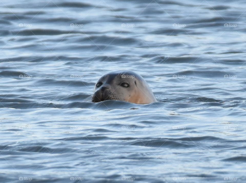 Common seal in Norfolk 