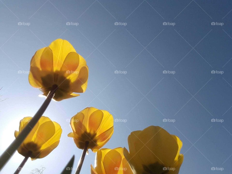 Bright yellow tulips with blue sky against them