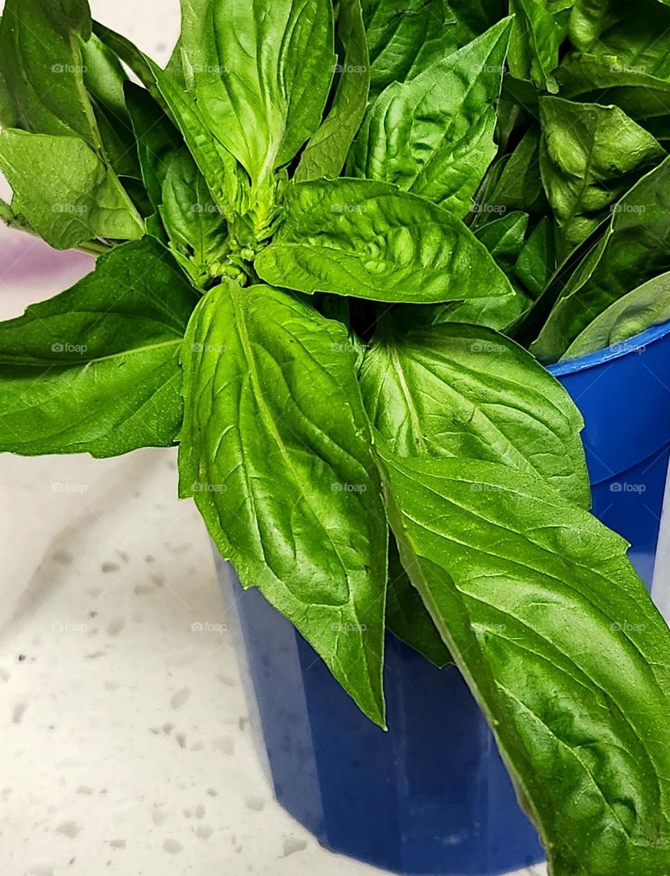 fresh bright green bunch of Basil leaves in a blue cup on a kitchen counter ready to be used in meals