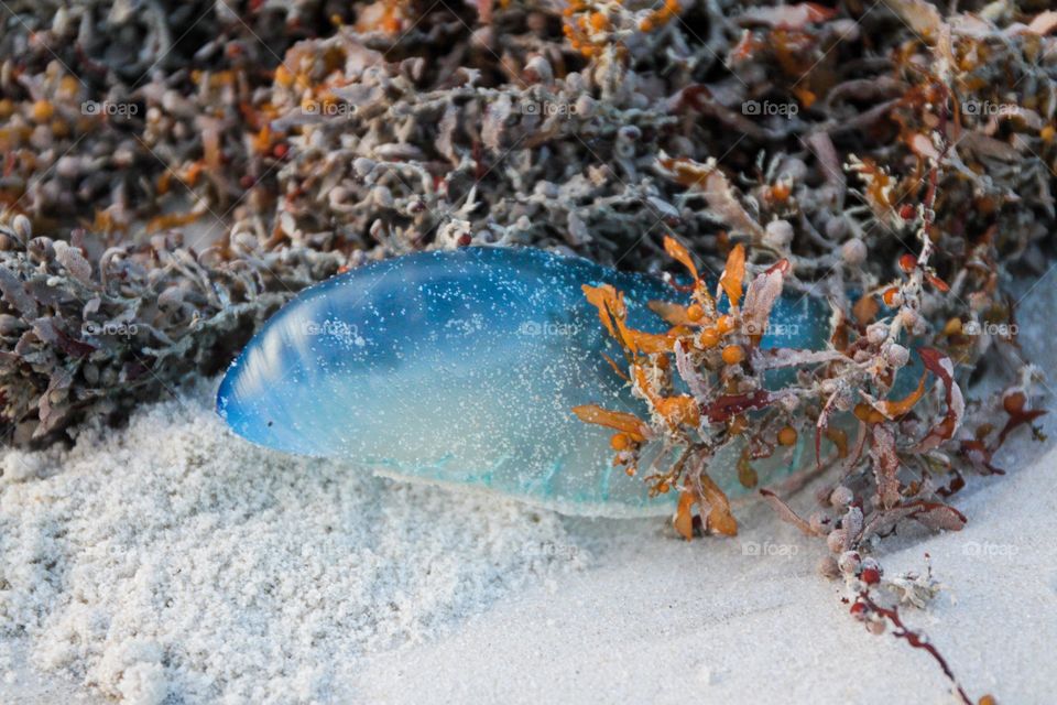 Portuguese Man O'War