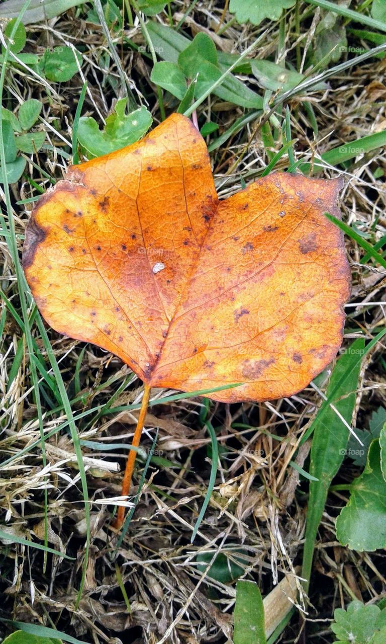 Fall Leaf