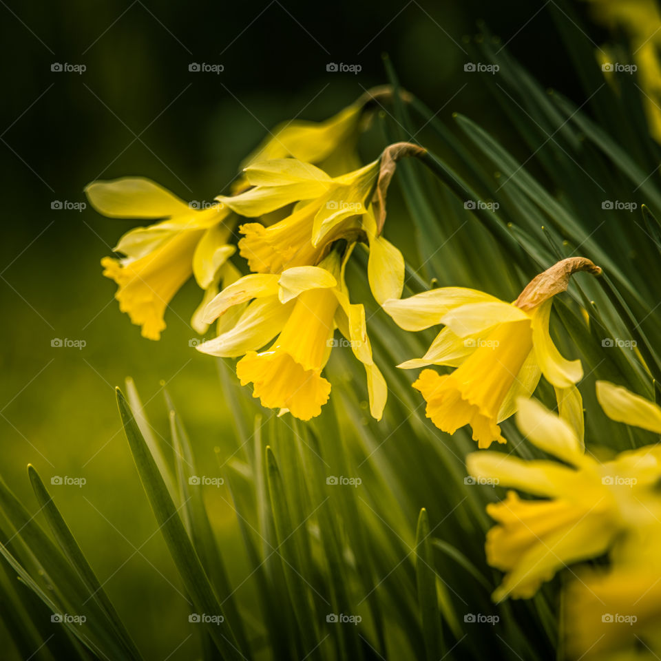 Spring flowers in London