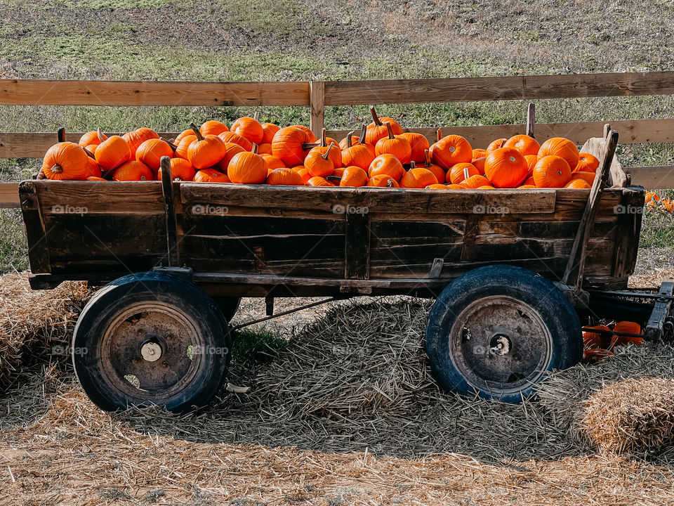 Pumpkins