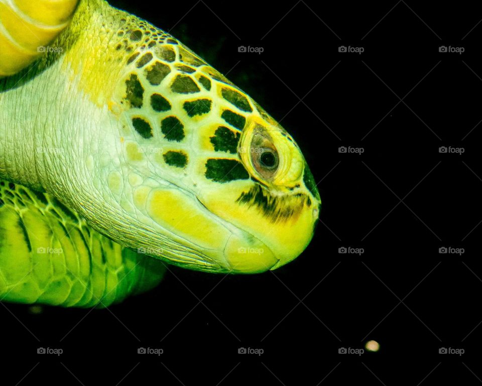 Green Turtle Close-up. Beautiful details of this majestic animal, beautiful marine reptile with black background.