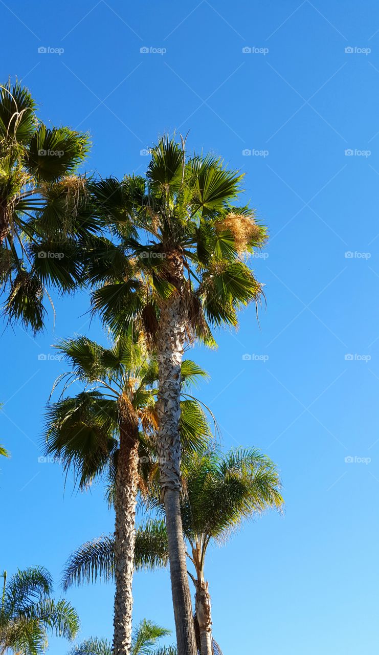 palm