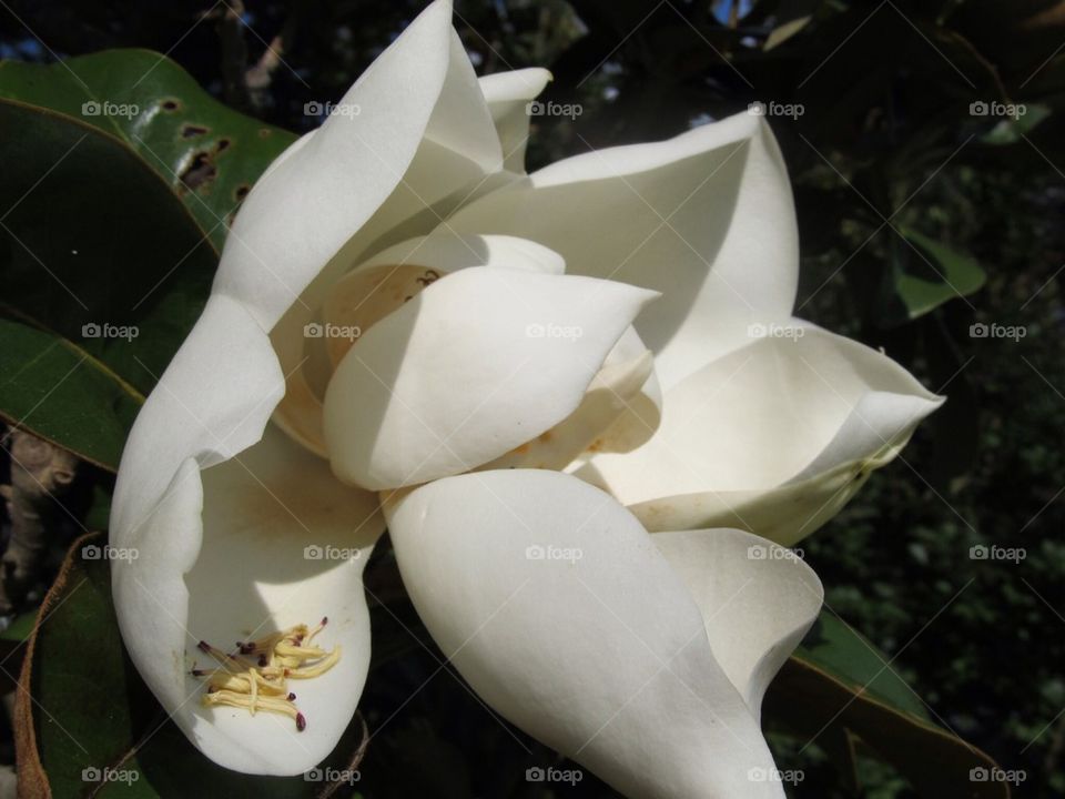 Magnolia blossom