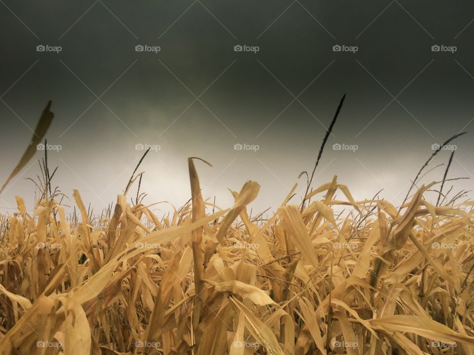 Storm cloud over agriculture field