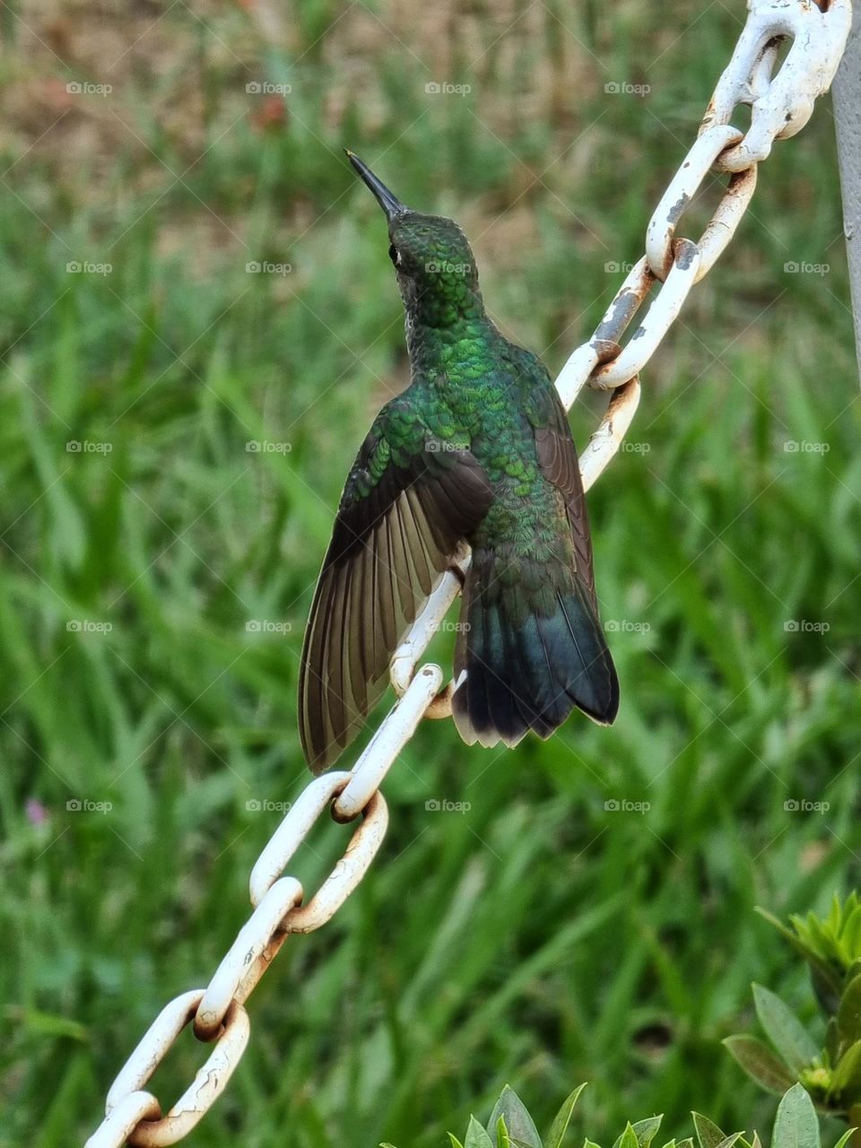 Hummingbird on your quick landing