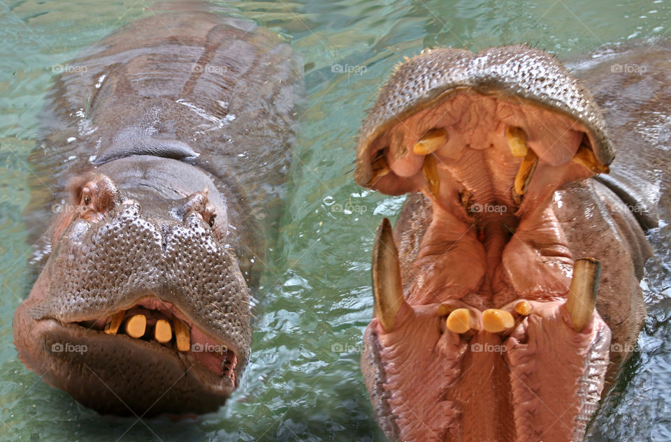 Two hippos. 
