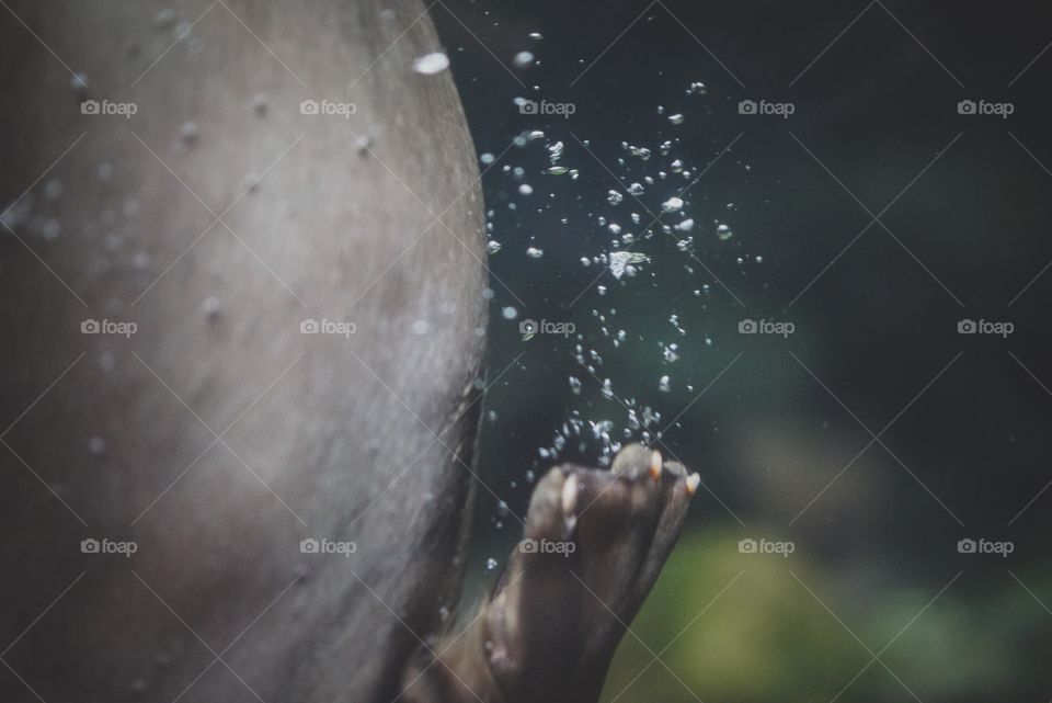 Bubbles captured while otters play

