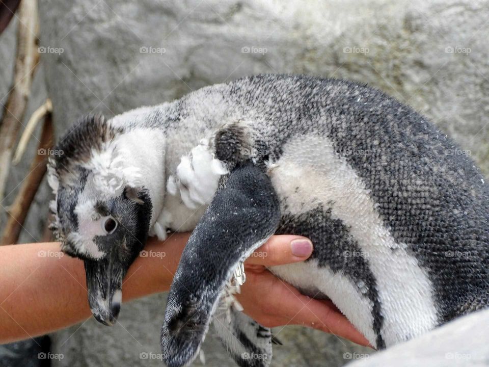 Penguin hug