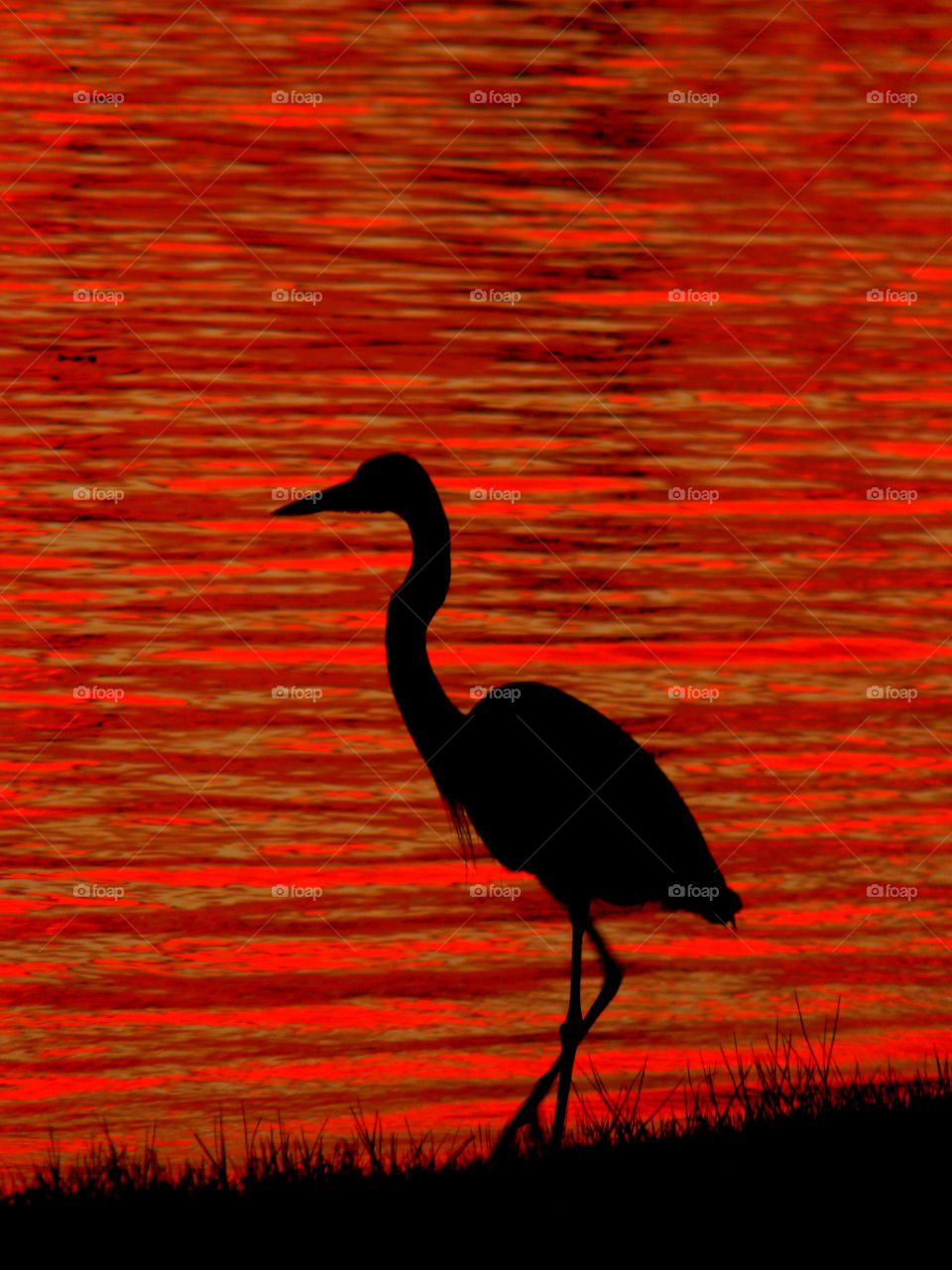 When the sun sets it creates blazing colors of pink, orange,burning reds purples, and golden yellows. One can only describe the sunset as incredibly beautiful.