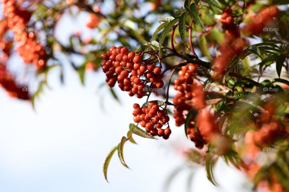 Closeup of Rowan berry tree branches with beautiful red berries on a sunny day in the fall 