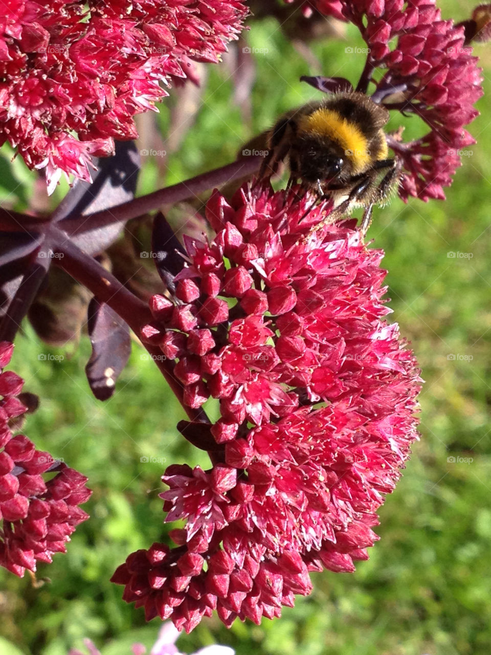 sweden bumblebee höllviken by shec