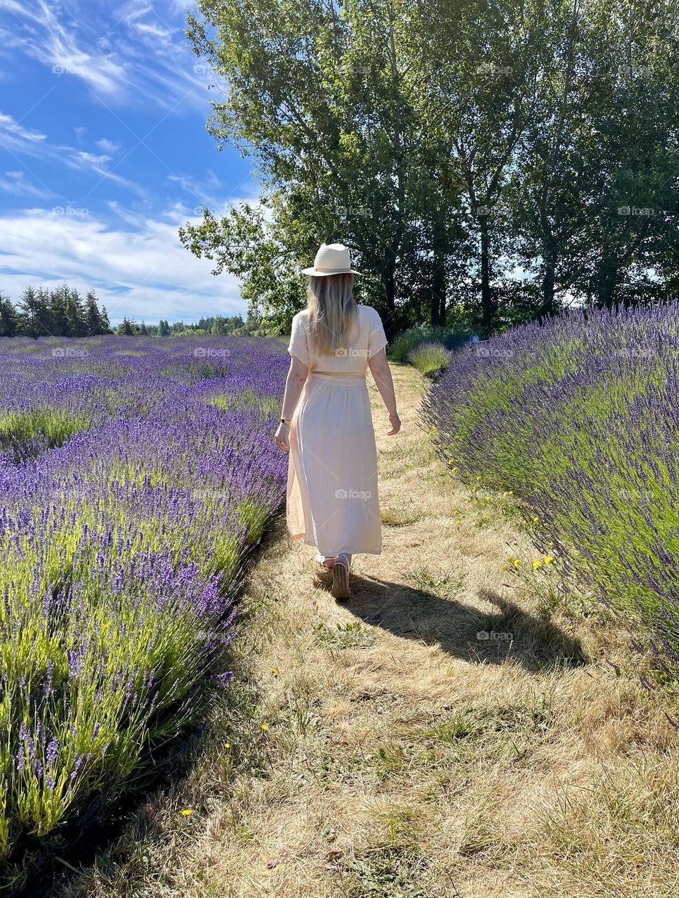 Woman walking in the lavender field 