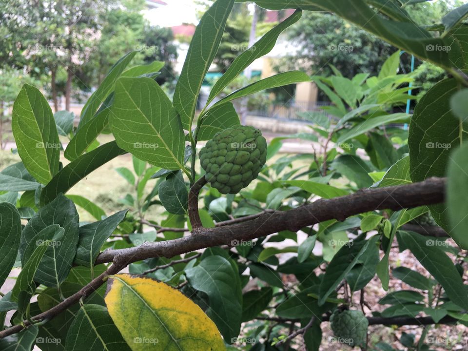 Fruit 