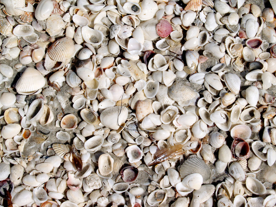 Shells, Shells, and More Shells