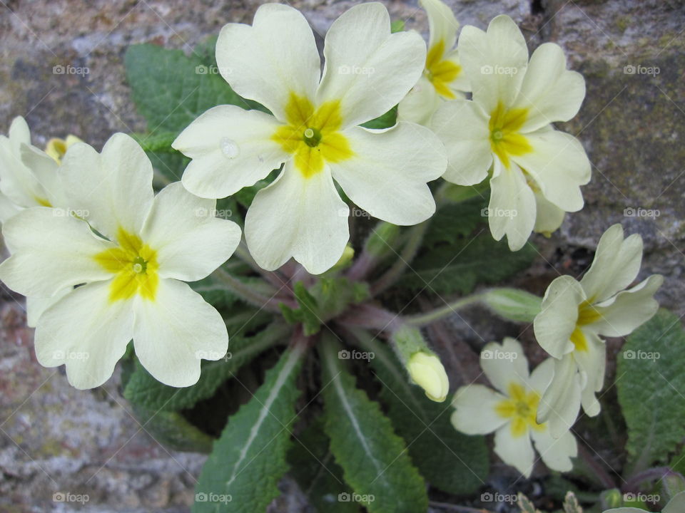 Flower, Nature, Flora, Petal, Blooming