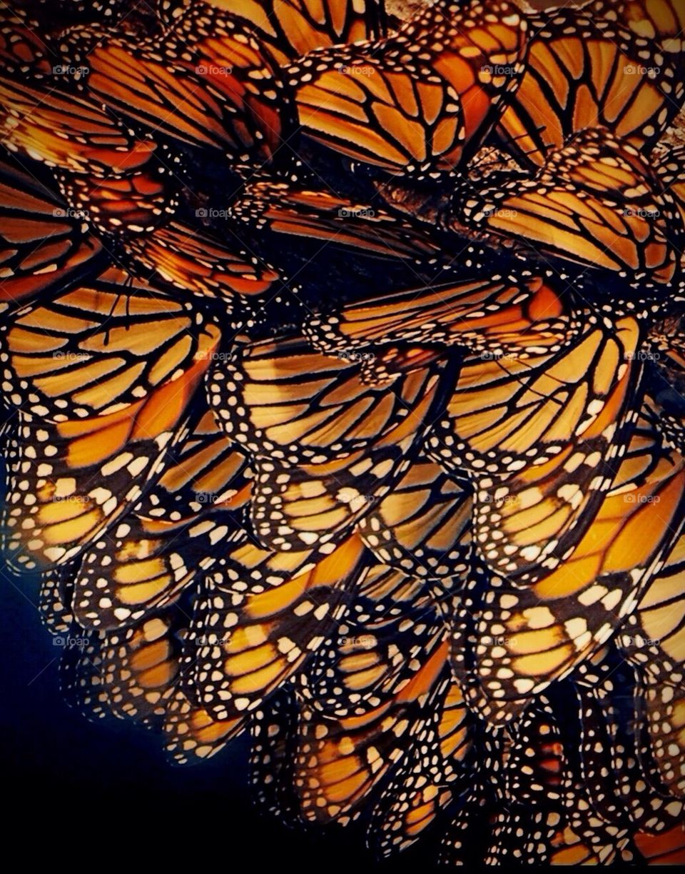 Monarch Butterfly