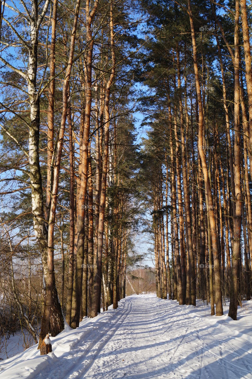 Зимний пейзаж