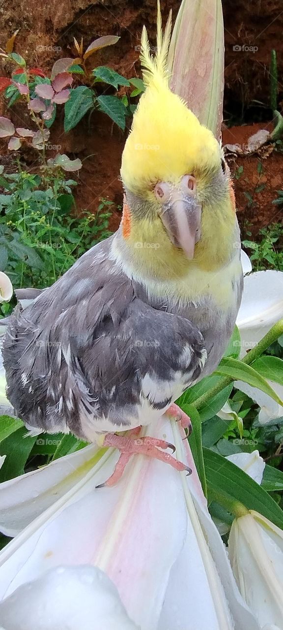 cockatiel on flower