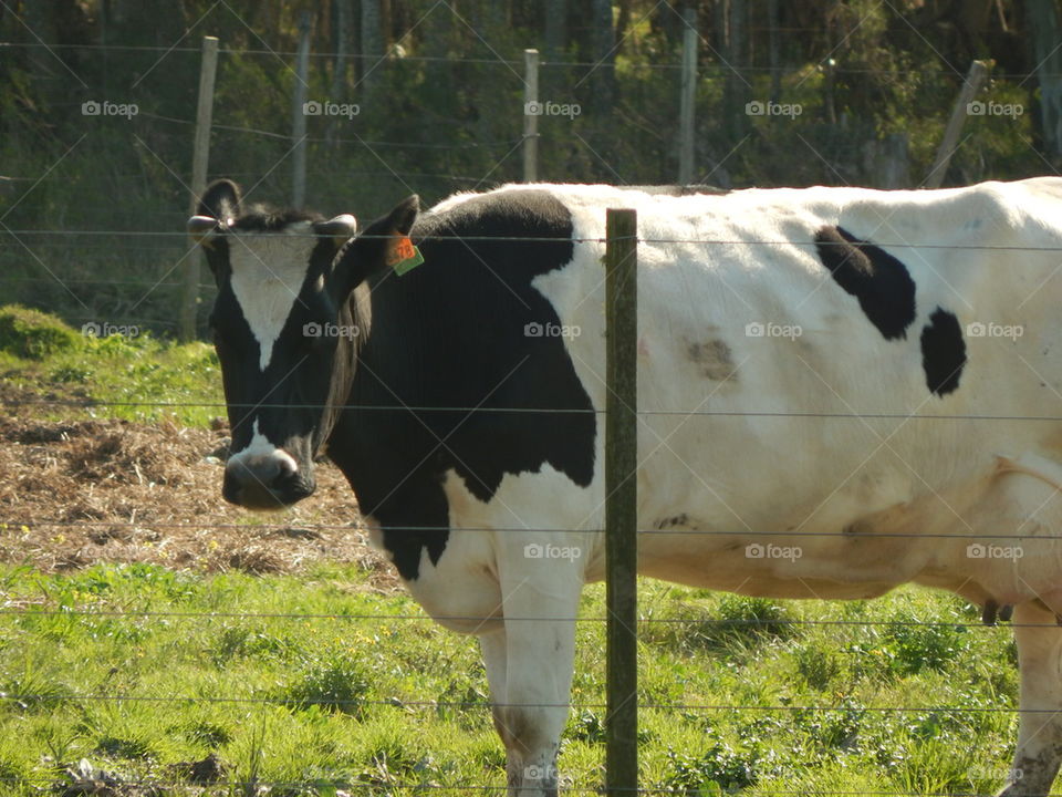 Cow in a farm