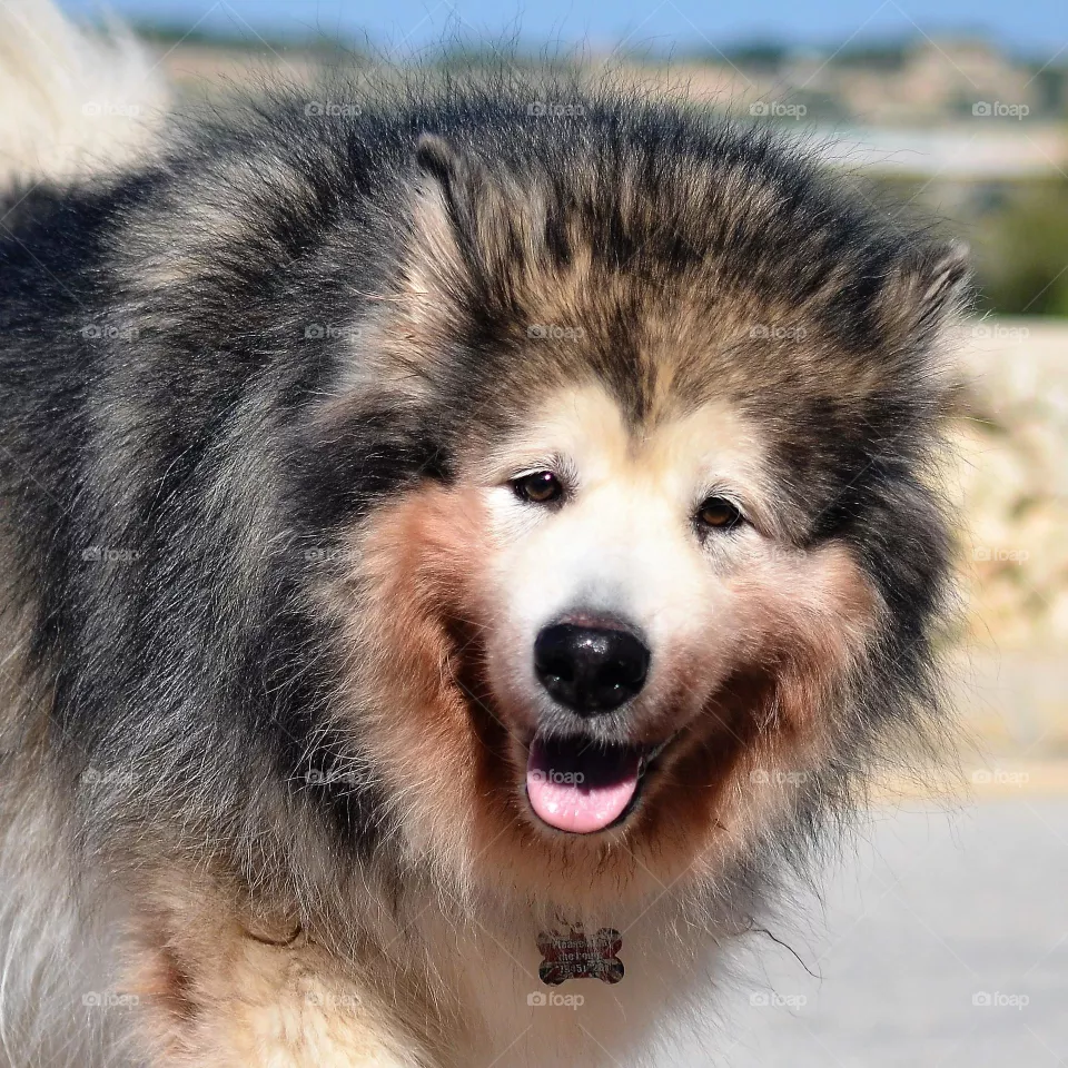 dog alaskan malamute