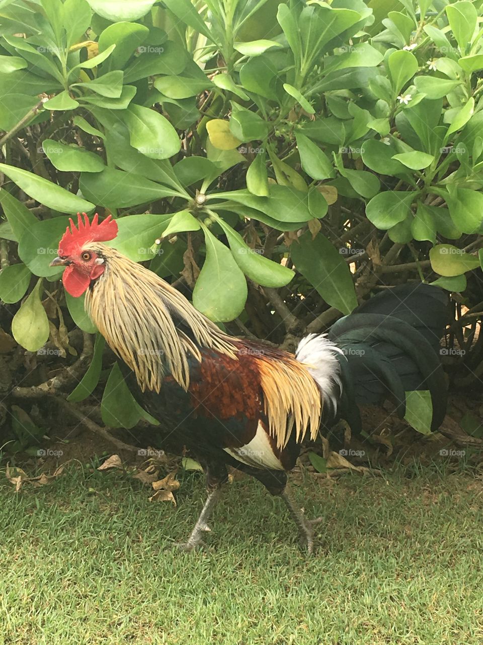 Kauai chicken 
