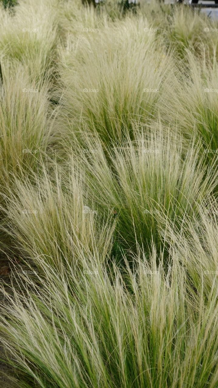 Long grass