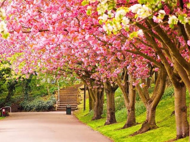 tree