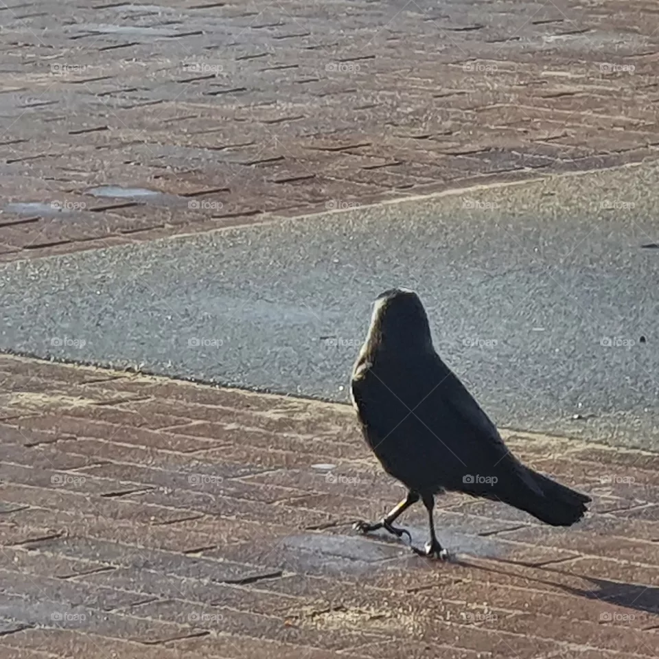 Bird walks down the street