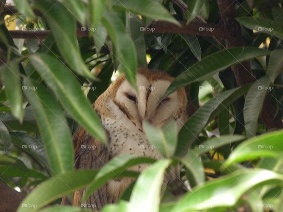 Owl on Costa Rica