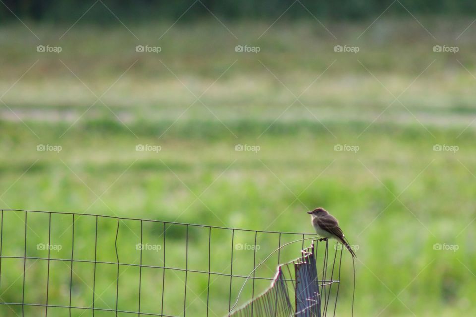 A wren perched on a wire fence in a rural setting