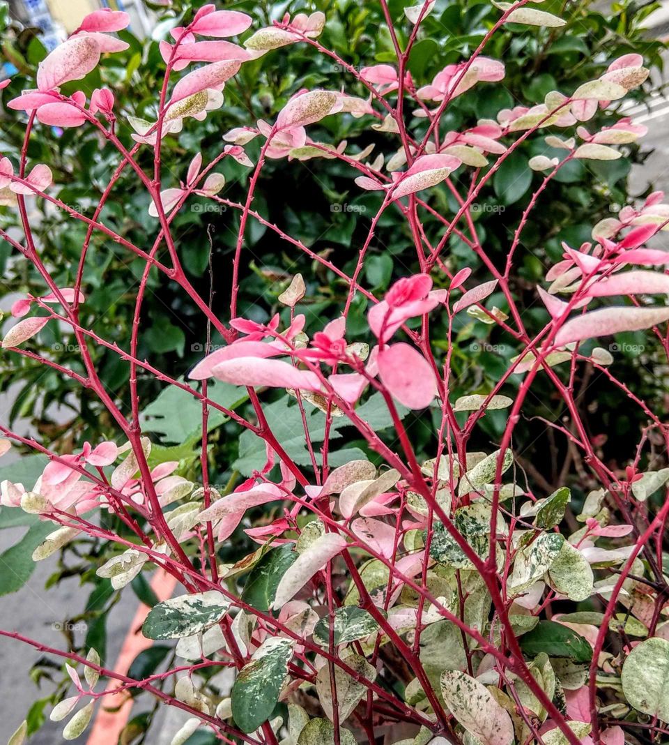 The branches and leaves are so special. that leaves are lovely pink,  that red branches like automatic weaving, so beautiful and vivid. attractive my attention.
