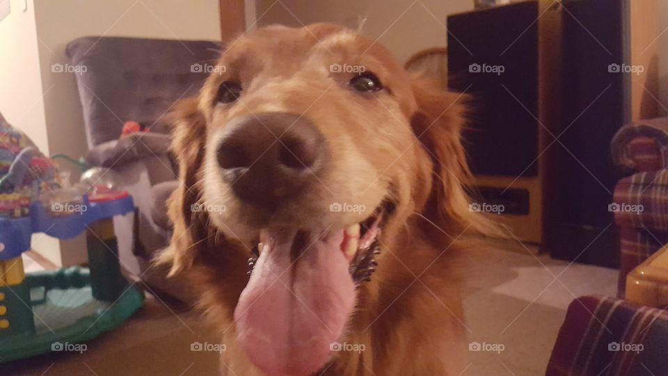 happy dog
