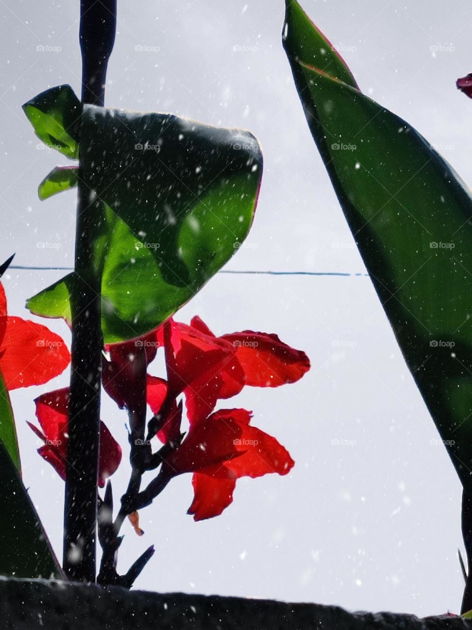 Red flowers in snow