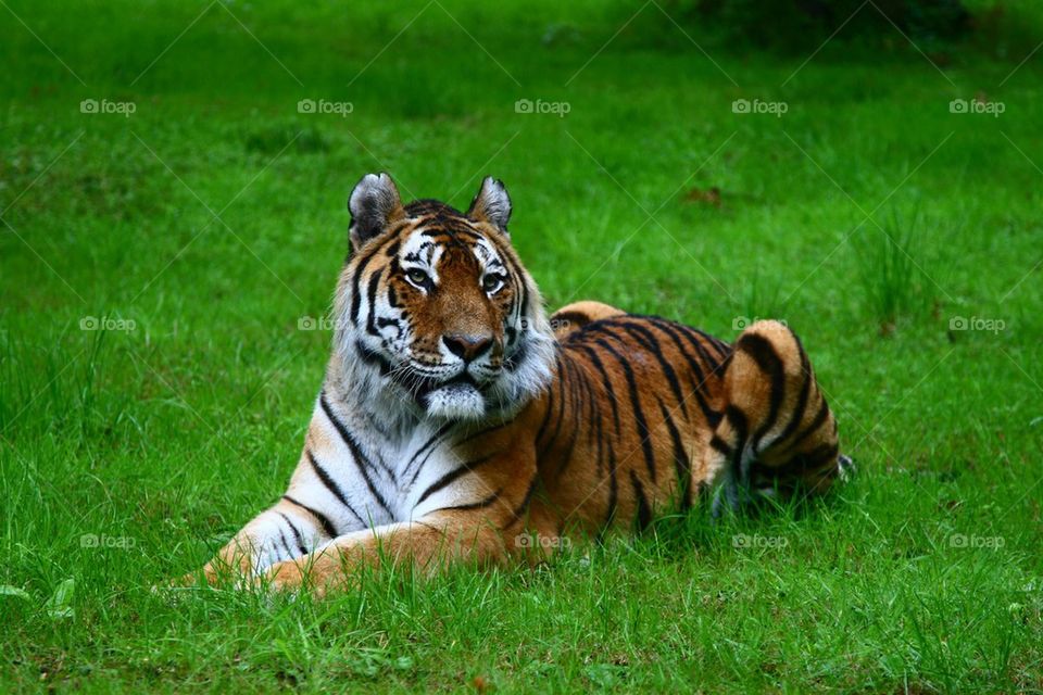 Tiger on grass 