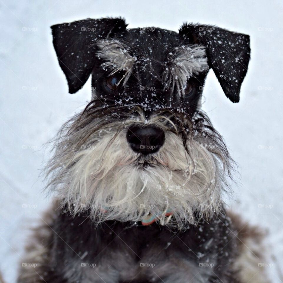 Snow beard
